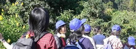 マカイバリ茶園
