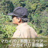ダージリン茶園ツアー