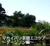 ダージリン茶園ツアー
