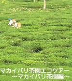 マカイバリ茶園