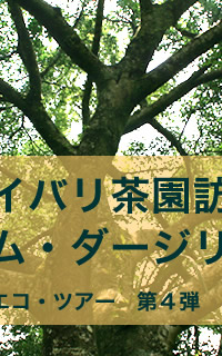 ダージリンエコツアー