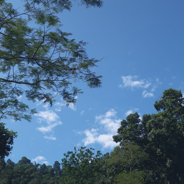 マカイバリ茶園