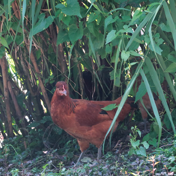 マカイバリ茶園