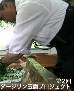 手もみ玉露指導