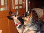 マカイバリ茶園の犬